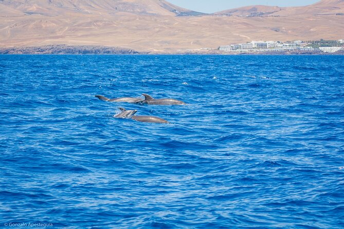 Whale & Dolphin Observation on Silent Catamaran With Hydrophone - Listening to Marine Life