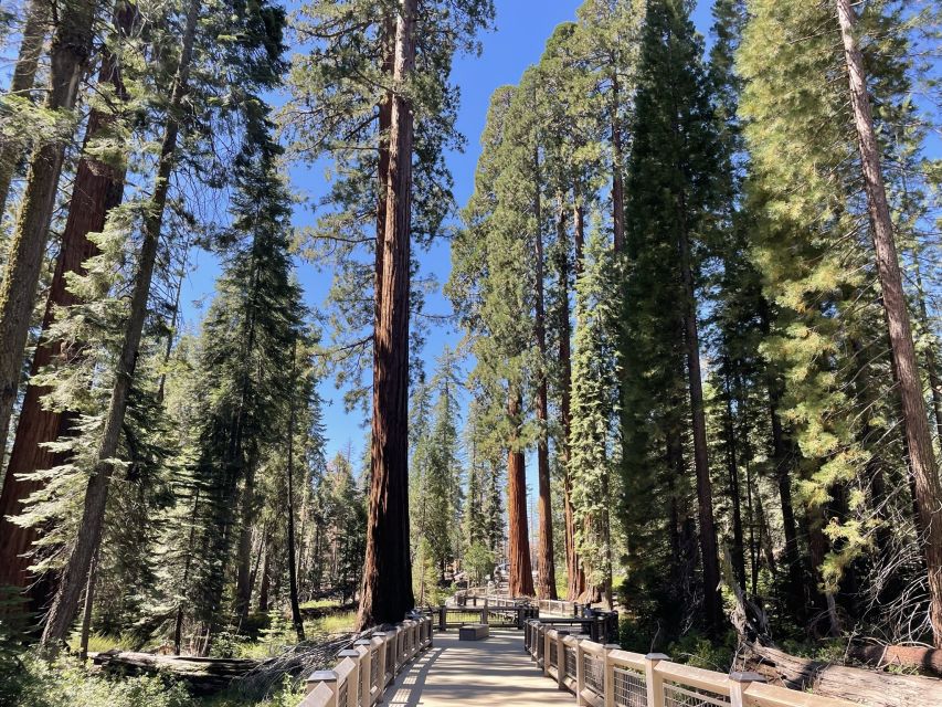 Yosemite, Giant Sequoias, Private Tour From San Francisco - Explore the Giant Sequoias