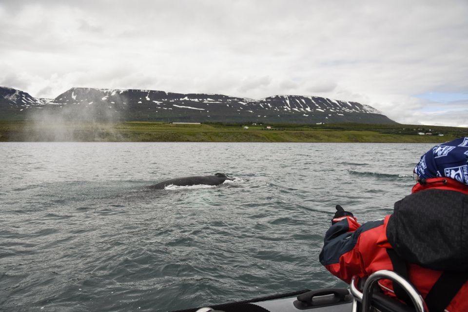 Akureyri: 2–Hour Whale Watching Express by RIB Speedboat - Frequently Asked Questions