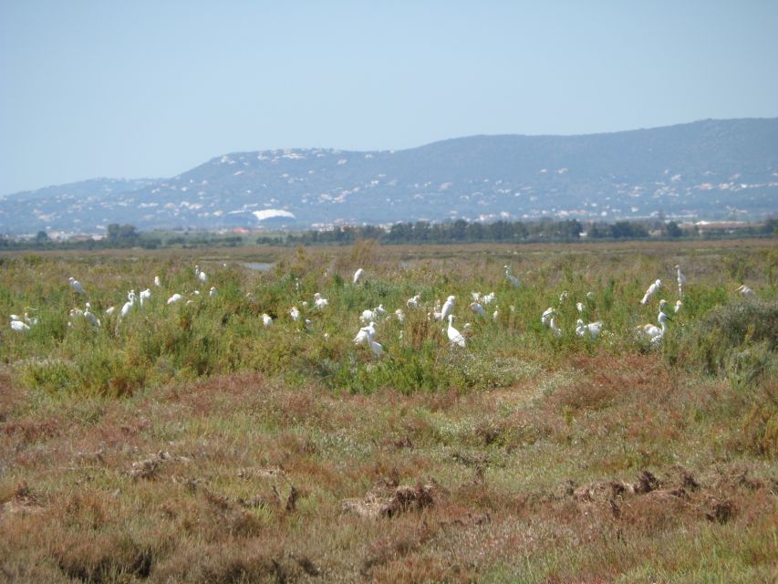 Faro: Eco-Friendly Ria Formosa Bird Watching in Solar Boat - Frequently Asked Questions