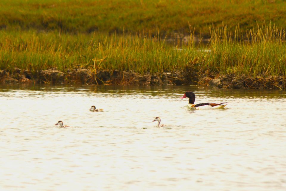 Faro: Royal Pudding Real Boat Tours 6h Ria Formosa Boat Tour - Frequently Asked Questions