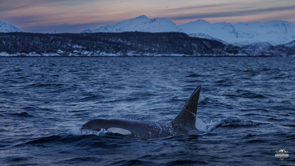 From Skjervøy: Whale Watching in a Heated Cabin Cruiser - Frequently Asked Questions