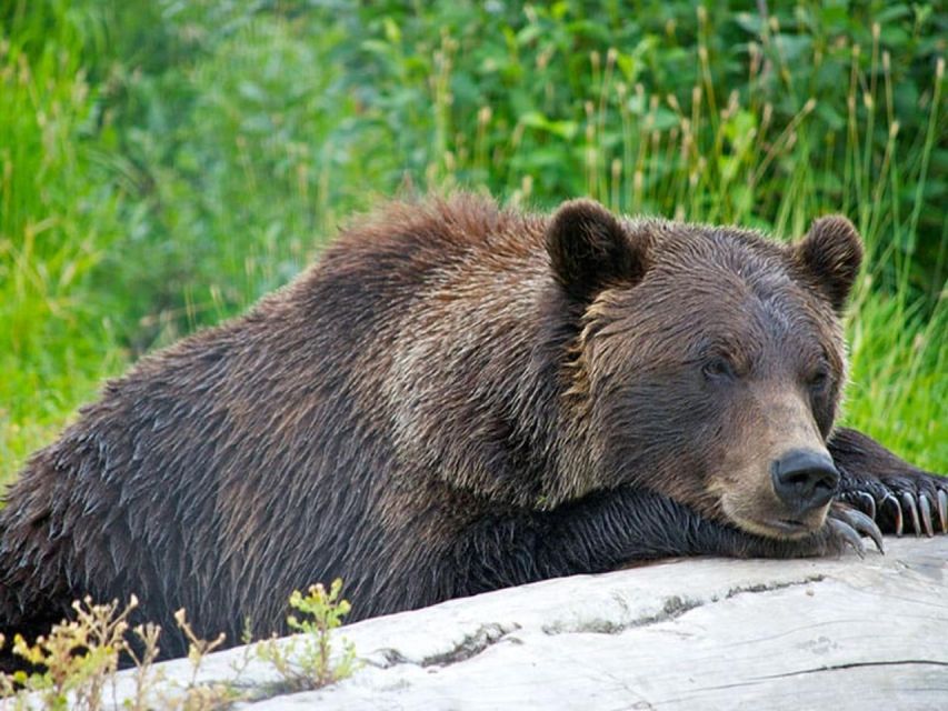 Girdwood: Bears, Trains, & Icebergs Tour - Frequently Asked Questions