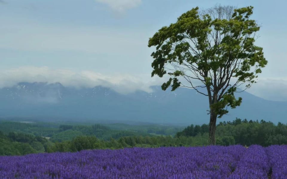 Hokkaido: Biei Furano One-Day Tour (Lunch&Melons Option) - Frequently Asked Questions