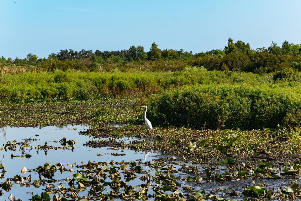 Kissimmee: 1-Hour Airboat Everglades Adventure Tour - Frequently Asked Questions