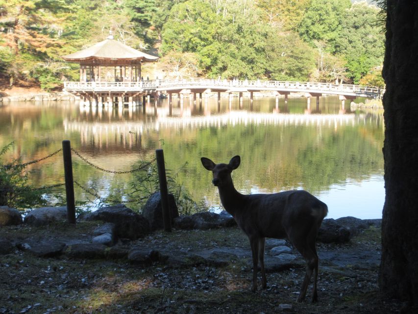 Kyoto-Nara: Giant Buddha, Deer Pagoda Geisha (Italian) - Frequently Asked Questions