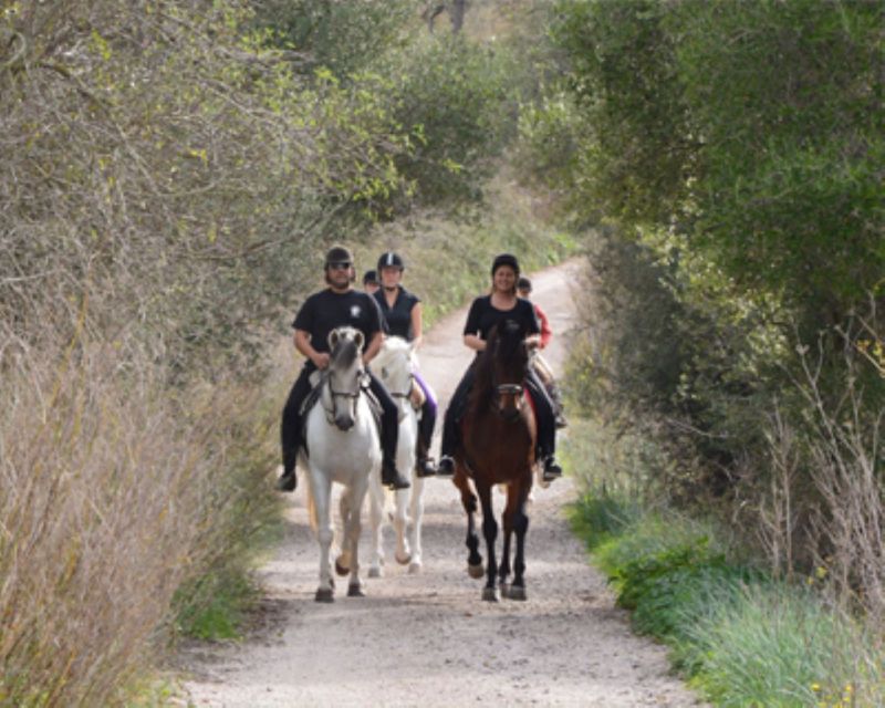 Mallorca: Guided Horseriding Tour of Randa Valley - Things To Known