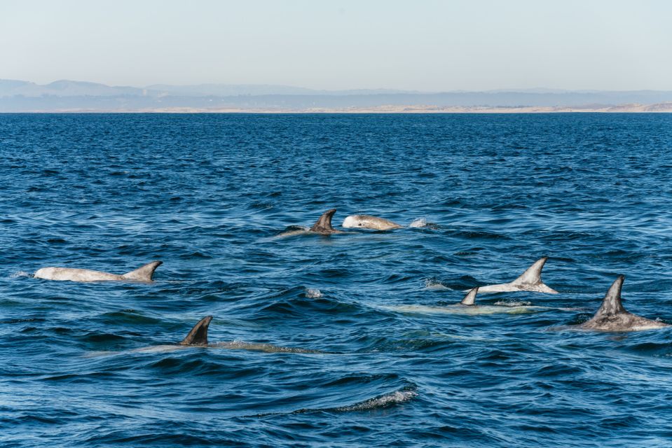 Monterey Bay: Whale Watching Tour - Frequently Asked Questions