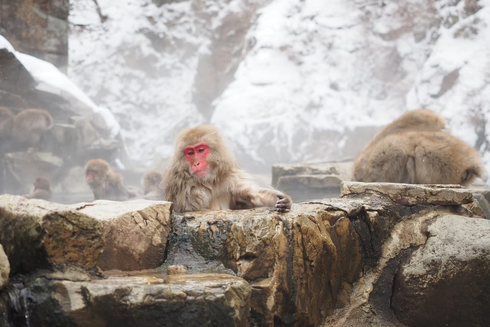 Nagano: Snow Monkey Park, Zenkoji One Day Private Tour - Frequently Asked Questions