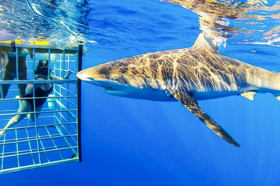 Oahu: Shark Cage Dive on the North Shore - Frequently Asked Questions