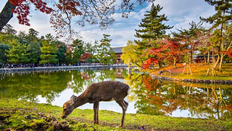 One Day Private Customized Self-Guided Tour in Nara - Frequently Asked Questions