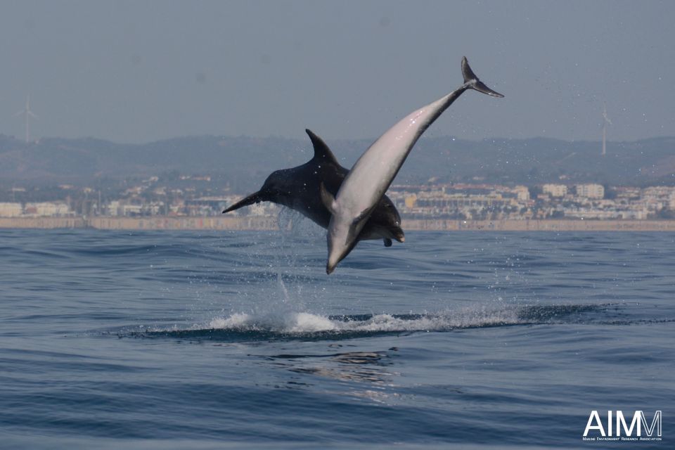 Portimão: Dolphins and Marine Life Boat Tour With Biologist - Frequently Asked Questions