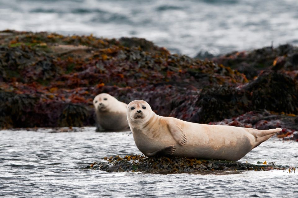 Reykjavik: 2-Day West Tour With Snæfellsnes & Silver Circle - Frequently Asked Questions