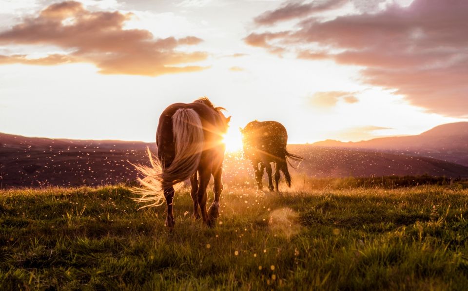 Reykjavik: Golden Circle, Tomato Farm, and Kerið Crater Tour - Frequently Asked Questions