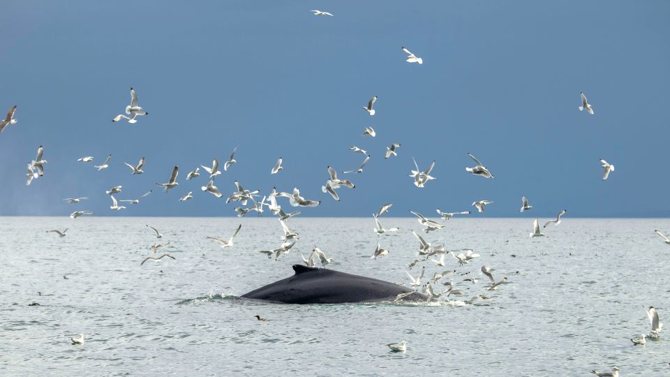 Reykjavik: Premium Whale Watching With Flexible Ticket - Frequently Asked Questions