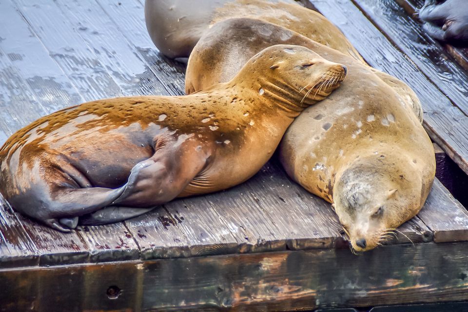 San Francisco: Fisherman's Wharf, Alcatraz, & SkyStar Wheel - Frequently Asked Questions