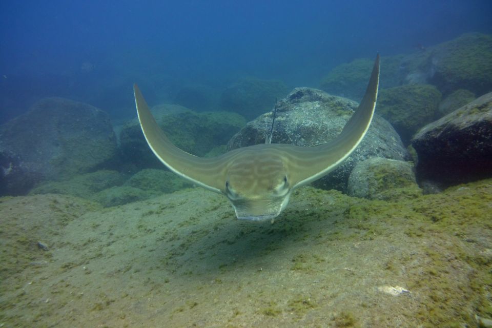 Tenerife: 2 Diving Sessions for Certified Divers - Things To Known