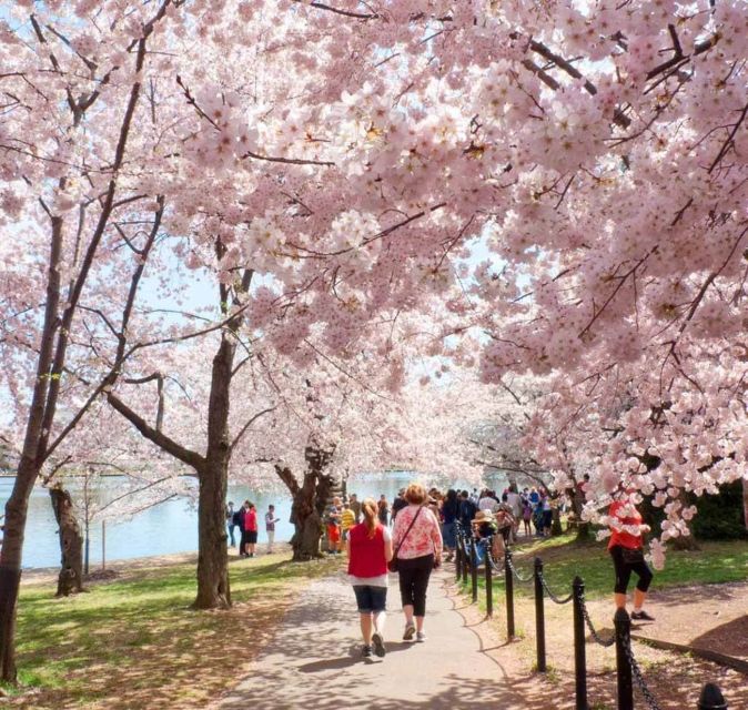 Washington DC : Cherry Blossom Walking Tour - Frequently Asked Questions