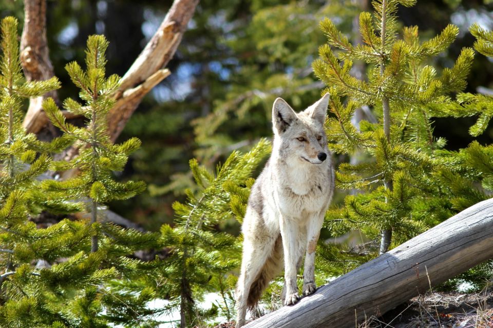 West Yellowstone: Yellowstone National Park Highlights Tour - Frequently Asked Questions