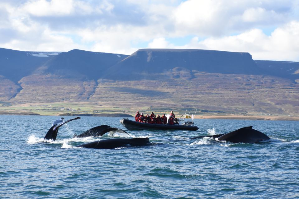 Akureyri: 2–Hour Whale Watching Express by RIB Speedboat - Key Points