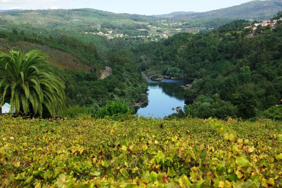 Alvarinho Wine Full Day Tour - Key Points