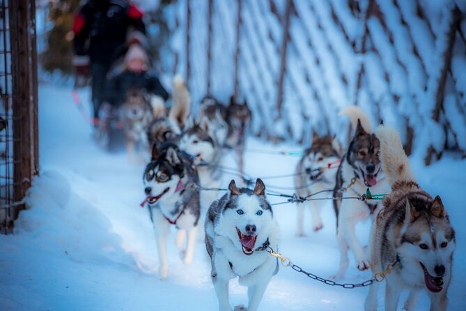 Arctic Animals Combo Safari, Reindeer and Husky Adventure - Key Points