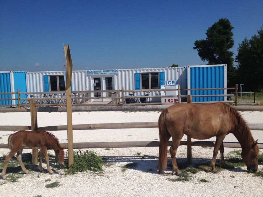 Assateague Island: Bike Rental From the Bayside Stand - Key Points