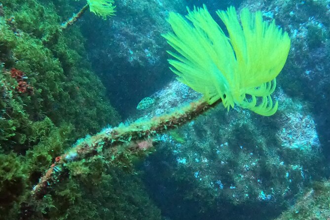 Baptism of Scuba Diving in a Shipwreck on Terceira Island - Overview of the Scuba Diving Experience