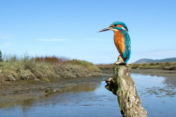 Birdwatching From Porto - Key Points