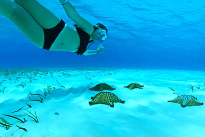 Cayman Adventure: Starfish Point, Stingray City and Coral Gardens - Key Points