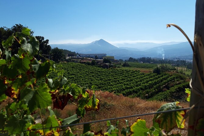 Classic Tasting | Quinta De Santa Cristina Vinho Verde - Tour Overview