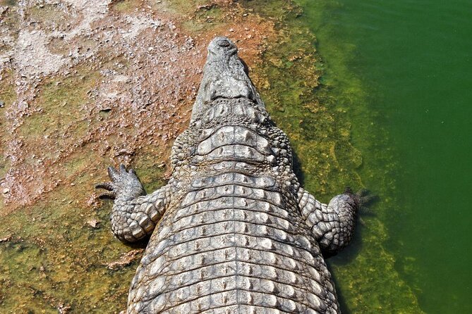 Crocoparc Tour in Agadir - Key Points