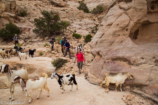 Dana to Petra Trek (Group) - Key Points