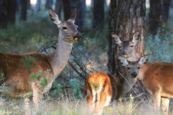 Doñana National Park and El Rocío: Private Tour From Seville - Key Points