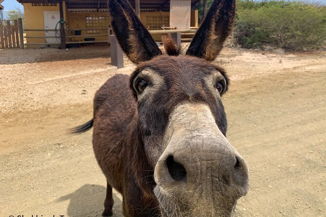 Donkey Sanctuary Tour With a Local Guide - Tour Overview