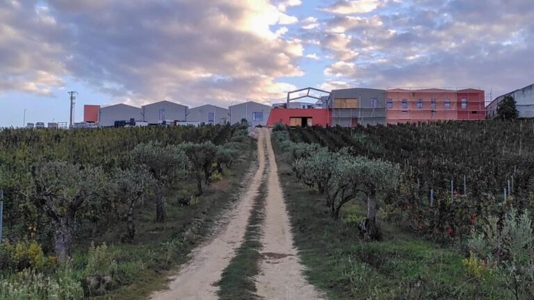 Douro Valley: Barrel Port Tasting Discovery Wine Tasting Experience