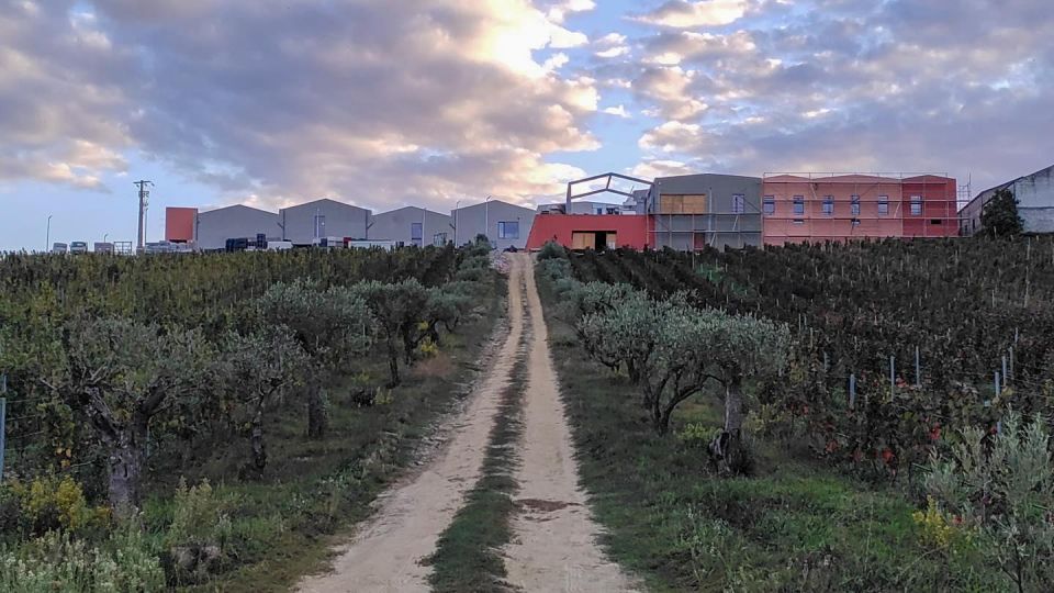 Douro Valley: BARREL PORT TASTING DISCOVERY - Wine Tasting Experience