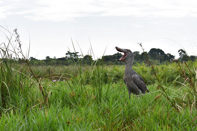 Entebbe Eco Tour - Full Day - Key Points