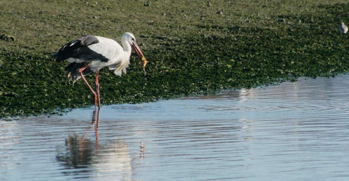 Faro: Eco-Friendly Ria Formosa Bird Watching in Solar Boat - Key Points