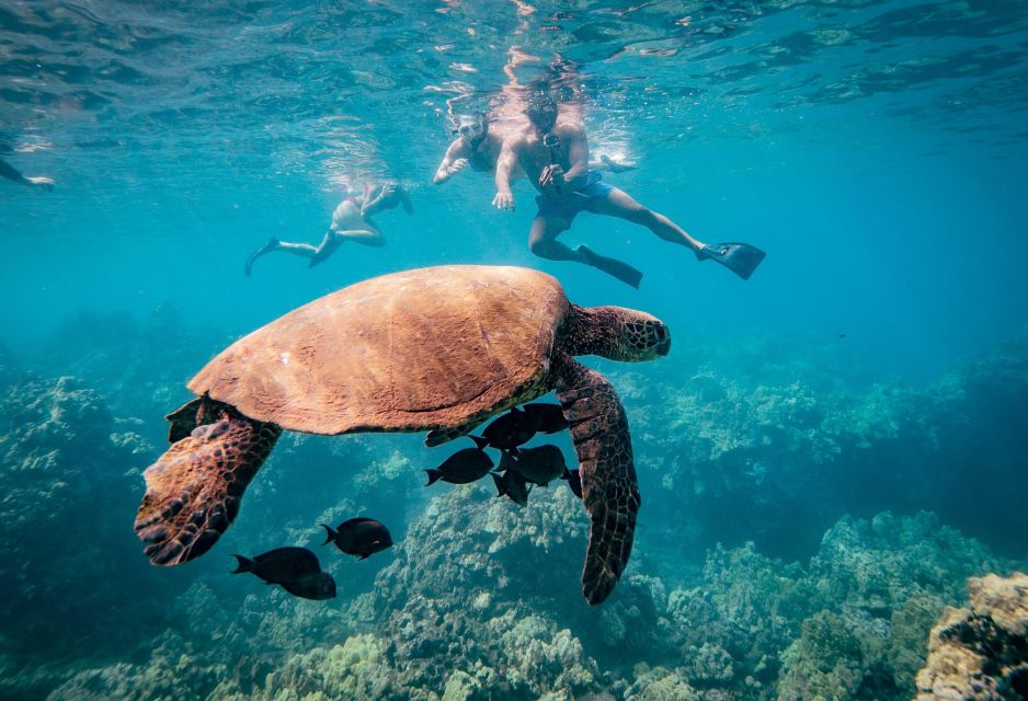 From Maalaea: Turtle Town 3-Hour Snorkel and Sail Adventure - Key Points