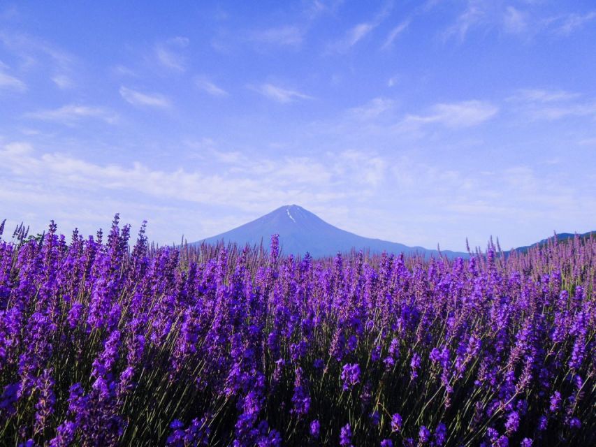 From Shinjuku: Mt. Fuji Panoramic Ropeway and Fruit Picking - Key Points