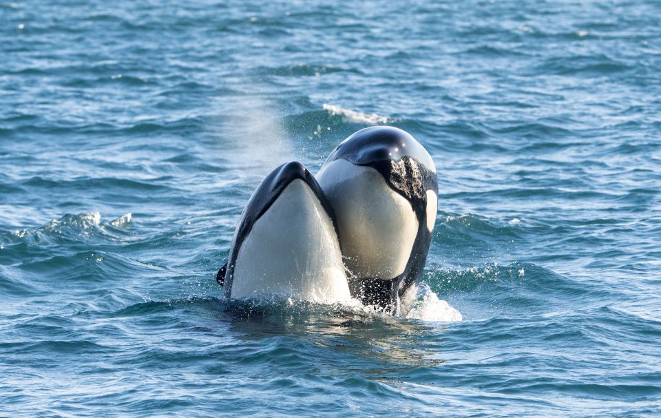 From Svolvaer: Whale Watching Day Trip to Andenes - Key Points