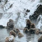 From Tokyo: Snow Monkey Park And Miso Production Day Tour Tour Overview