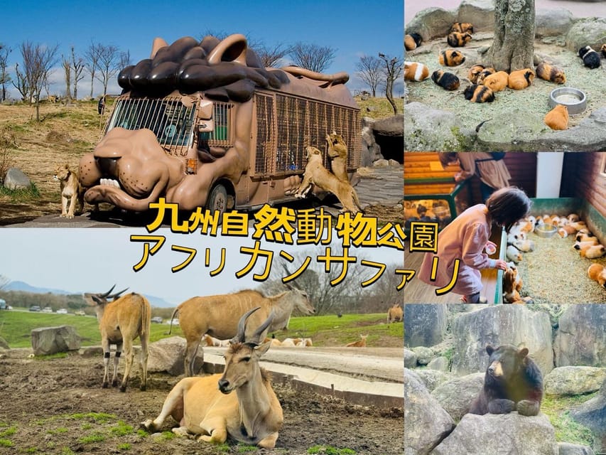 Fukuoka: Kyushu Natural Animal Park Tour Review - Key Points