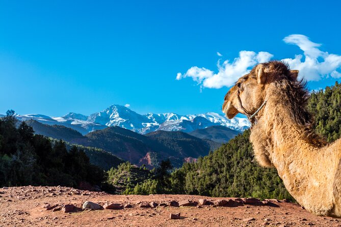 Full Day Berber Villages and Atlas Mountains 4x4 Adventure - Overview of the Tour