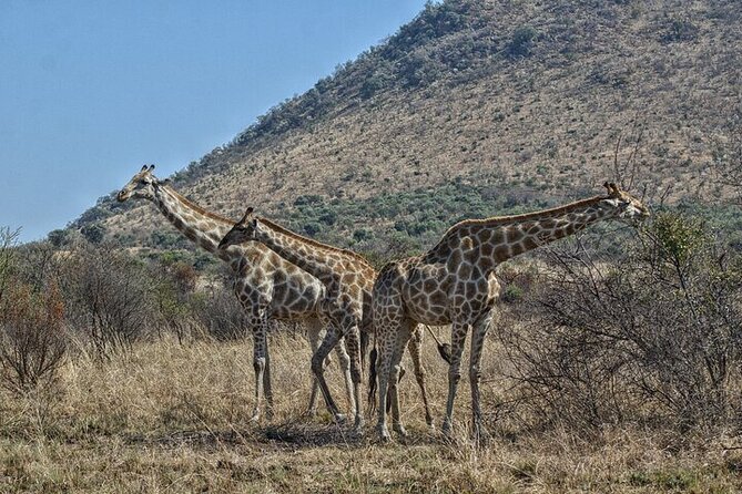 Full-Day Shared Kruger National Park Safari From Hoedspruit - Tour Overview