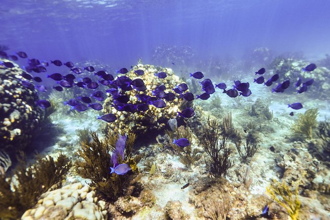 Full Day Stingray City Snorkeling Private Experience for 10 Guest - Experience Overview