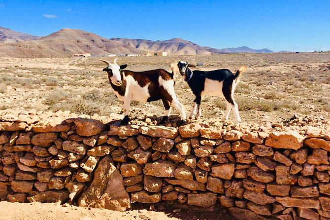 Goat Trekking Fuerteventura - Inclusions and Duration