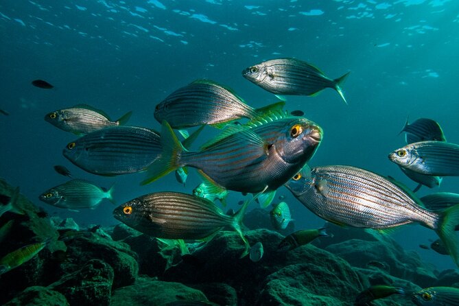 Guided Snorkel Experience - Meeting and Pickup