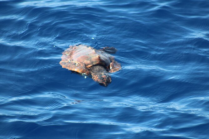 Half Day Madeira Island Cruise With Lunch - Inclusions